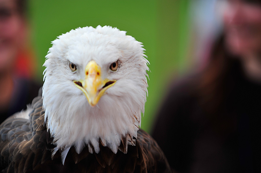Bald Eagle Sighting at Home