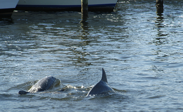 Dolphins Came to Visit Us and Mate in the Marina