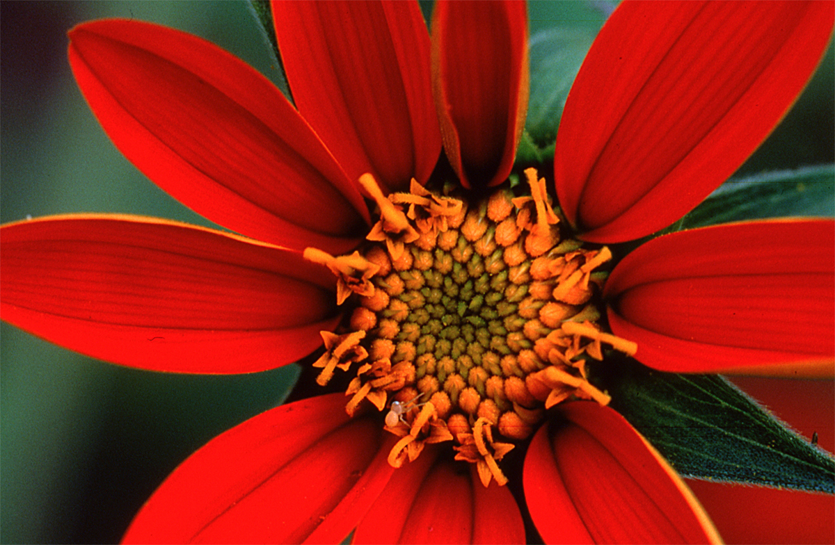 Red Flower in Bloom