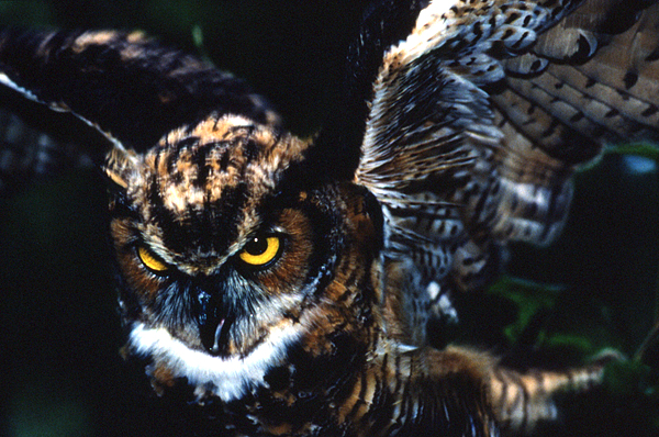 Great Horned Owl at Auburn’s Raptor Center