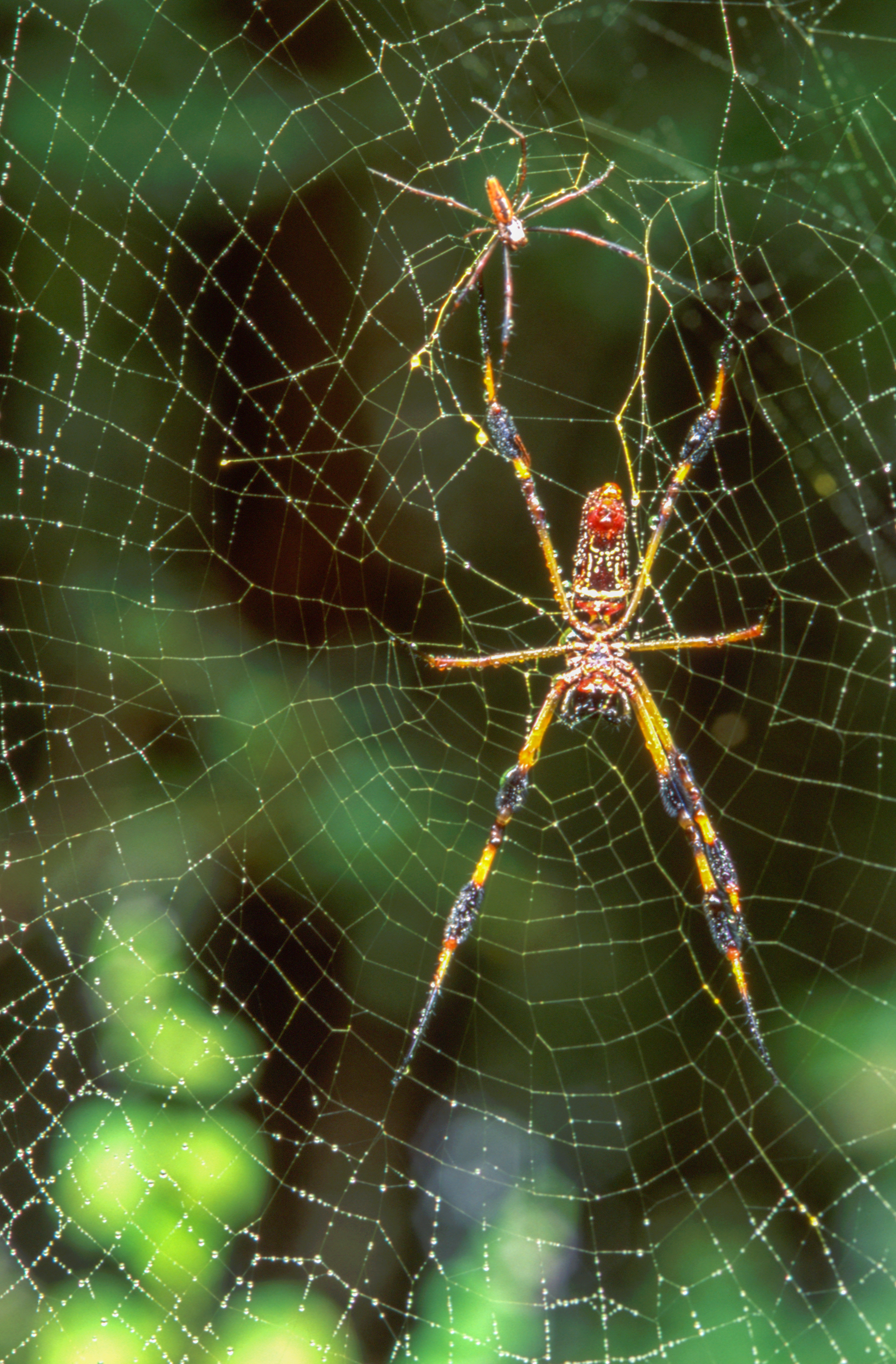 Photographing Spiderwebs in the Rain