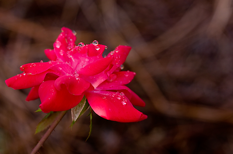 Red Double Knock Out Rose in Bloom in Summer