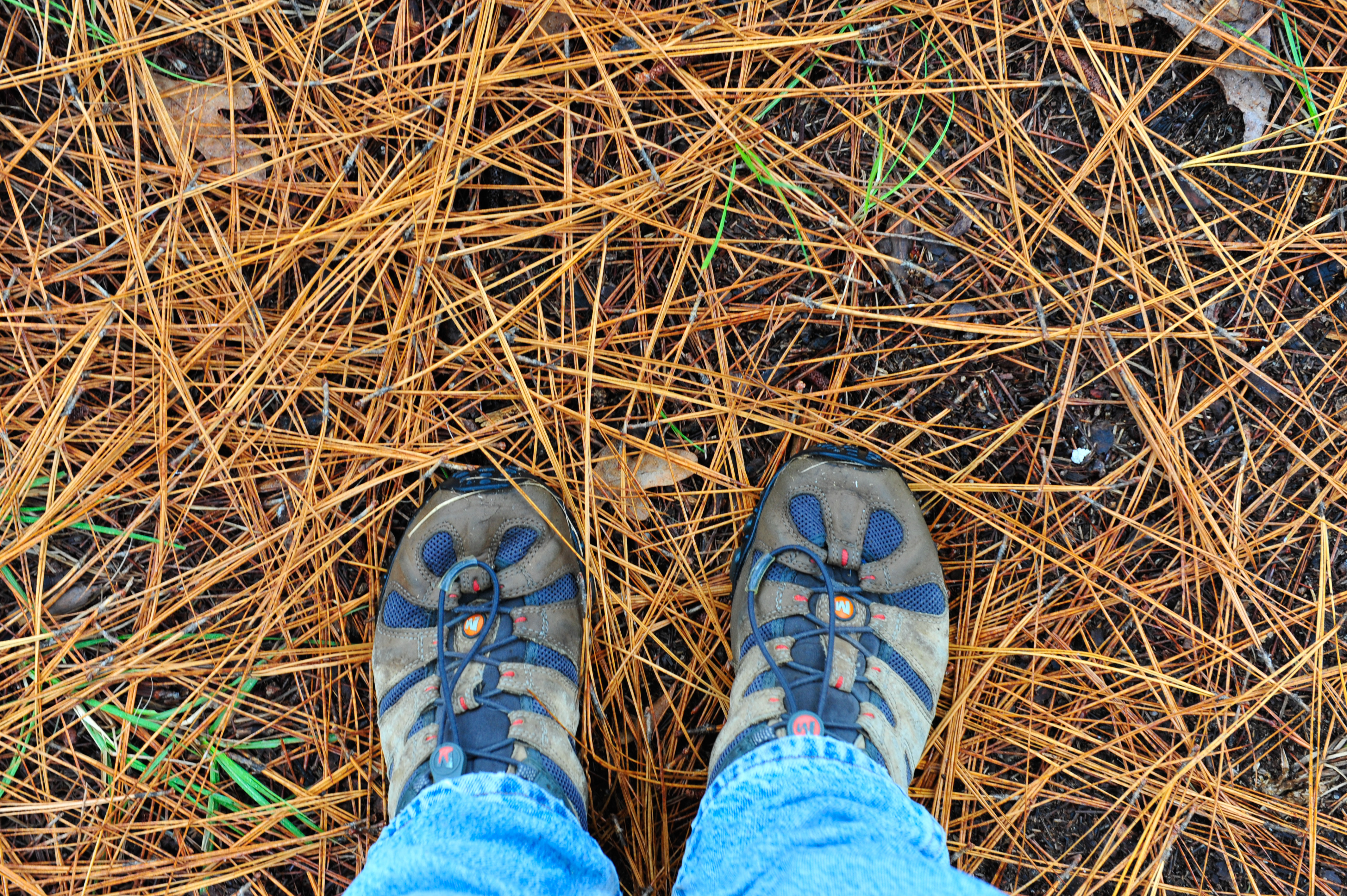 Friday Feet in the Pine Straw on Halloween