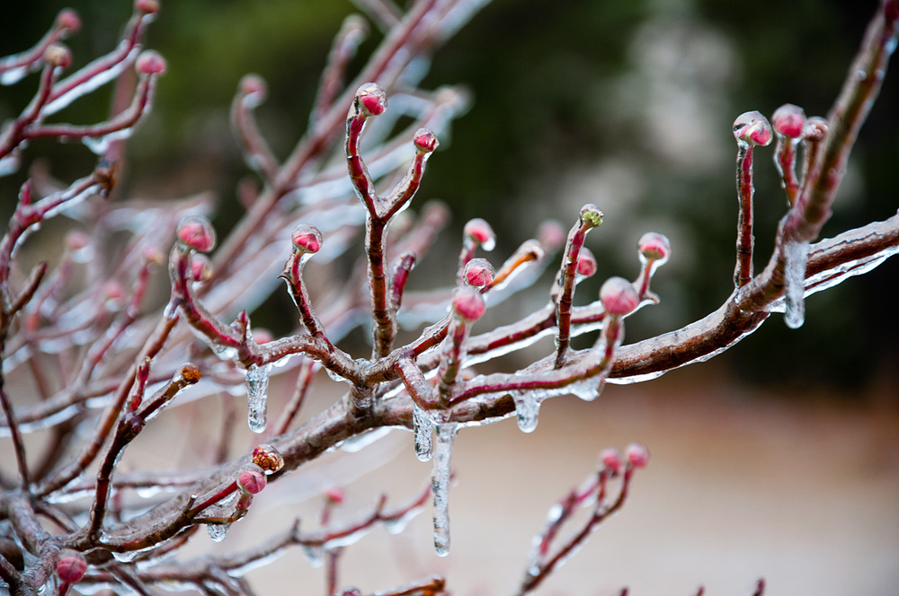Dogwood Tree in Ice Storm