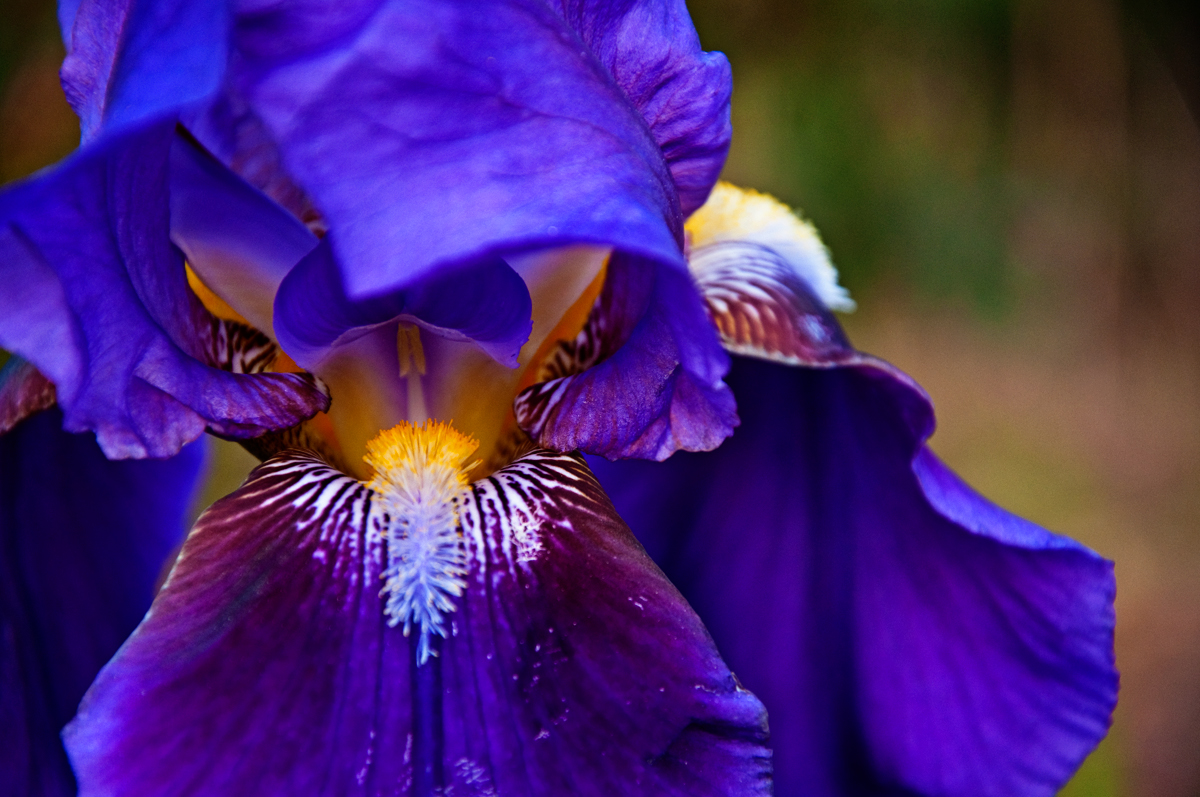 Purple Iris Blooms and Double Knockout Roses