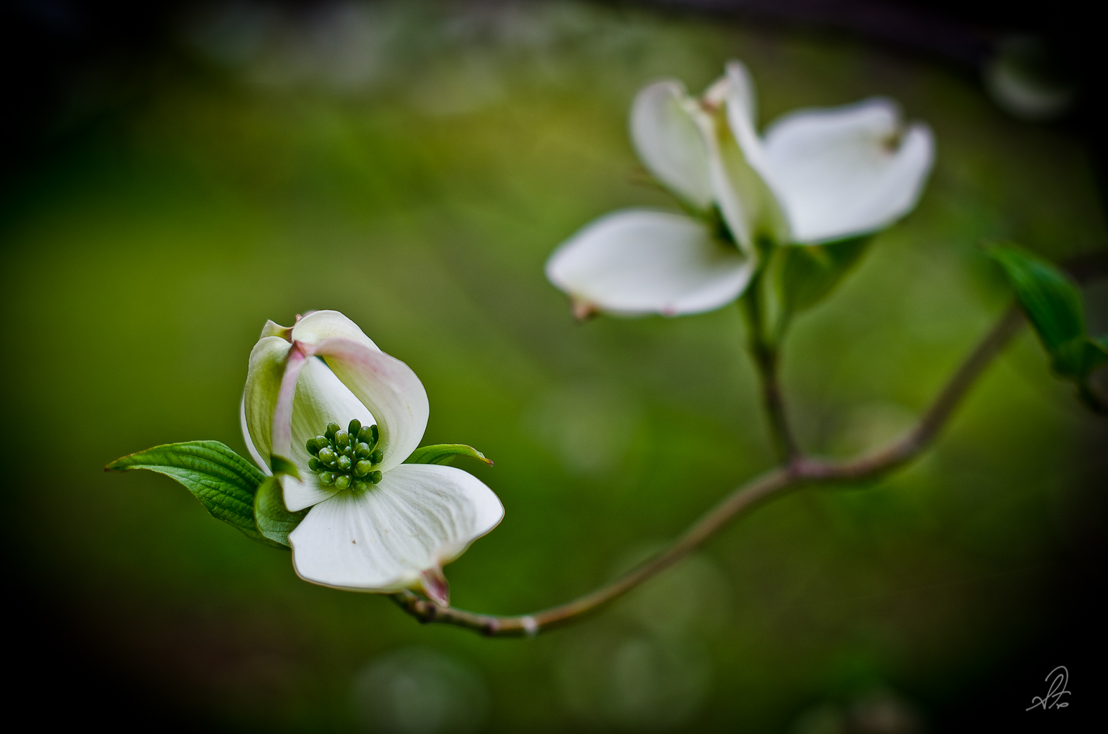 Dogwood Flower Bloom in Spring