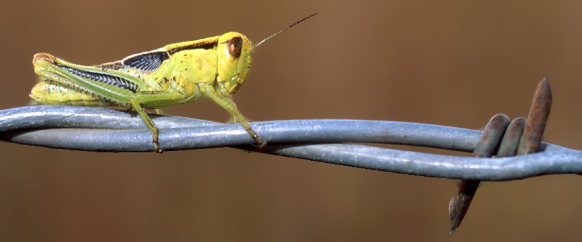 Grasshopper on a Barbed Wire Fence
