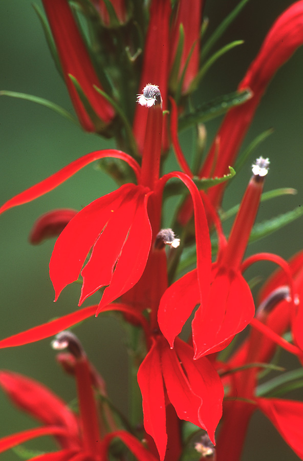 Cardinal Flower at Birmingham Botanical Gardens