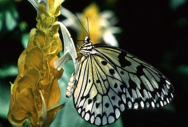 Macro of Kite Butterfly at Calloway Gardens