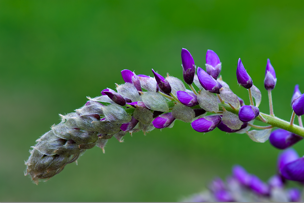 Photography of Wisteria Flowers in Bloom