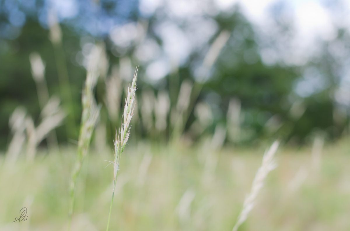 Grass Blowing in the Wind in the Pasture