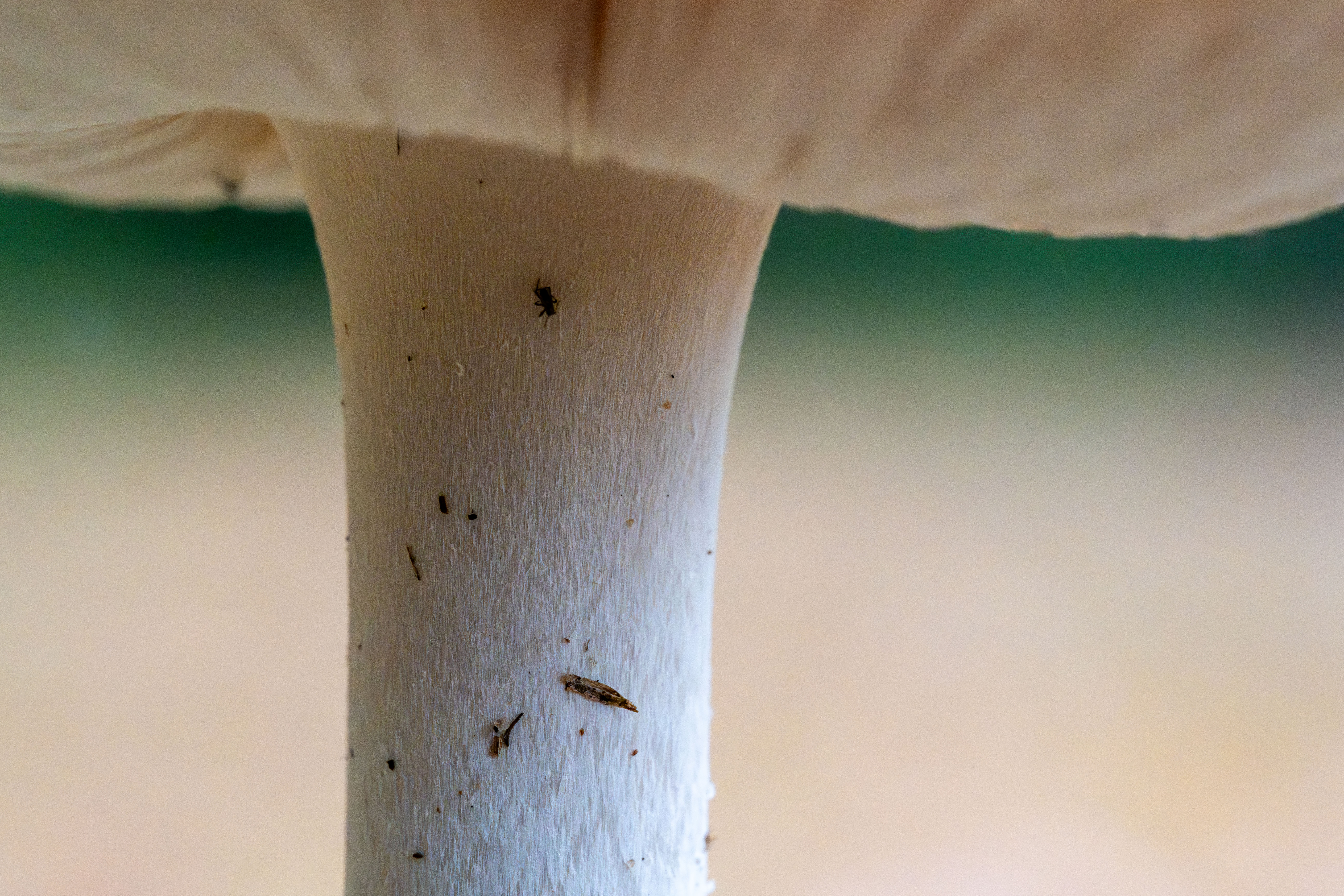 Macro
