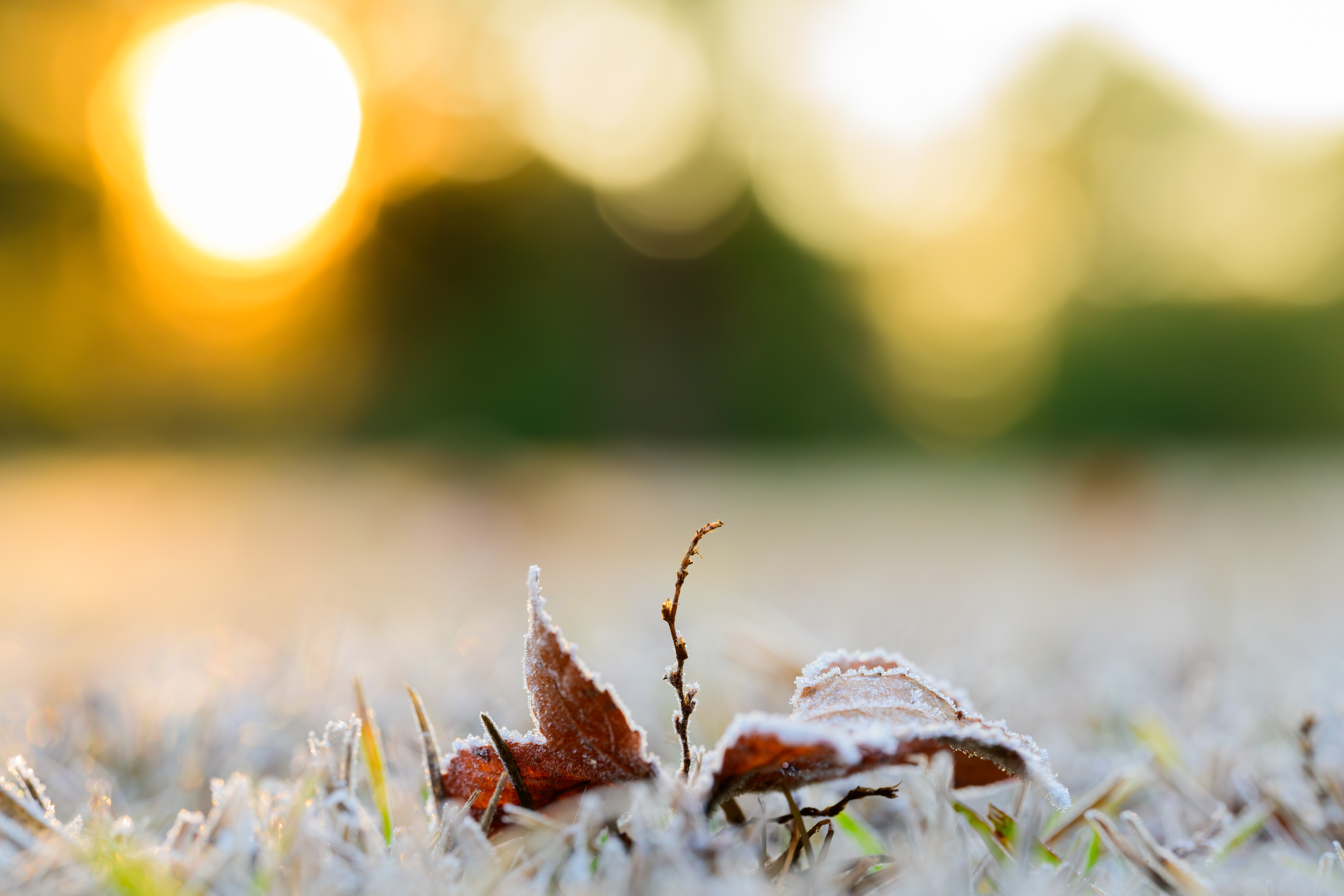 Frosty Sunrise