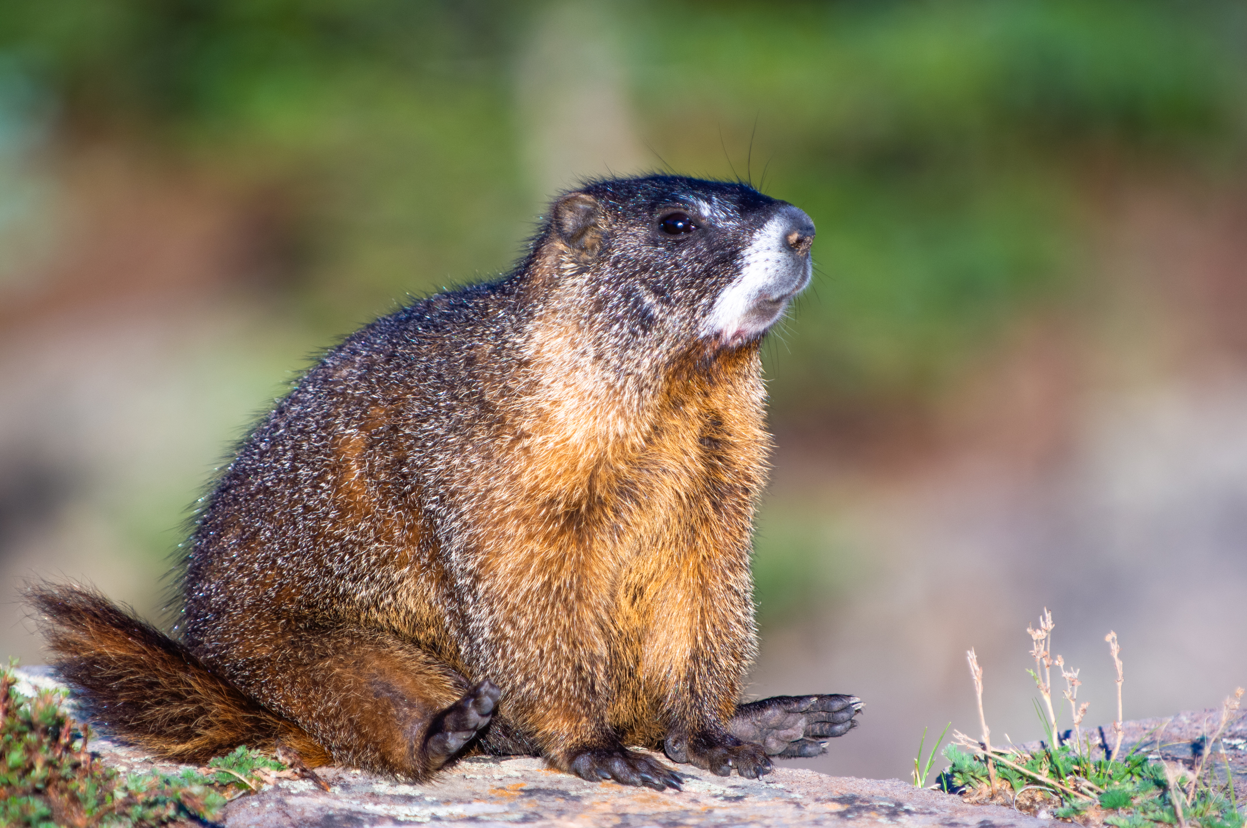 Coypu Nutria or Marmot or Prairie Dog Relaxing