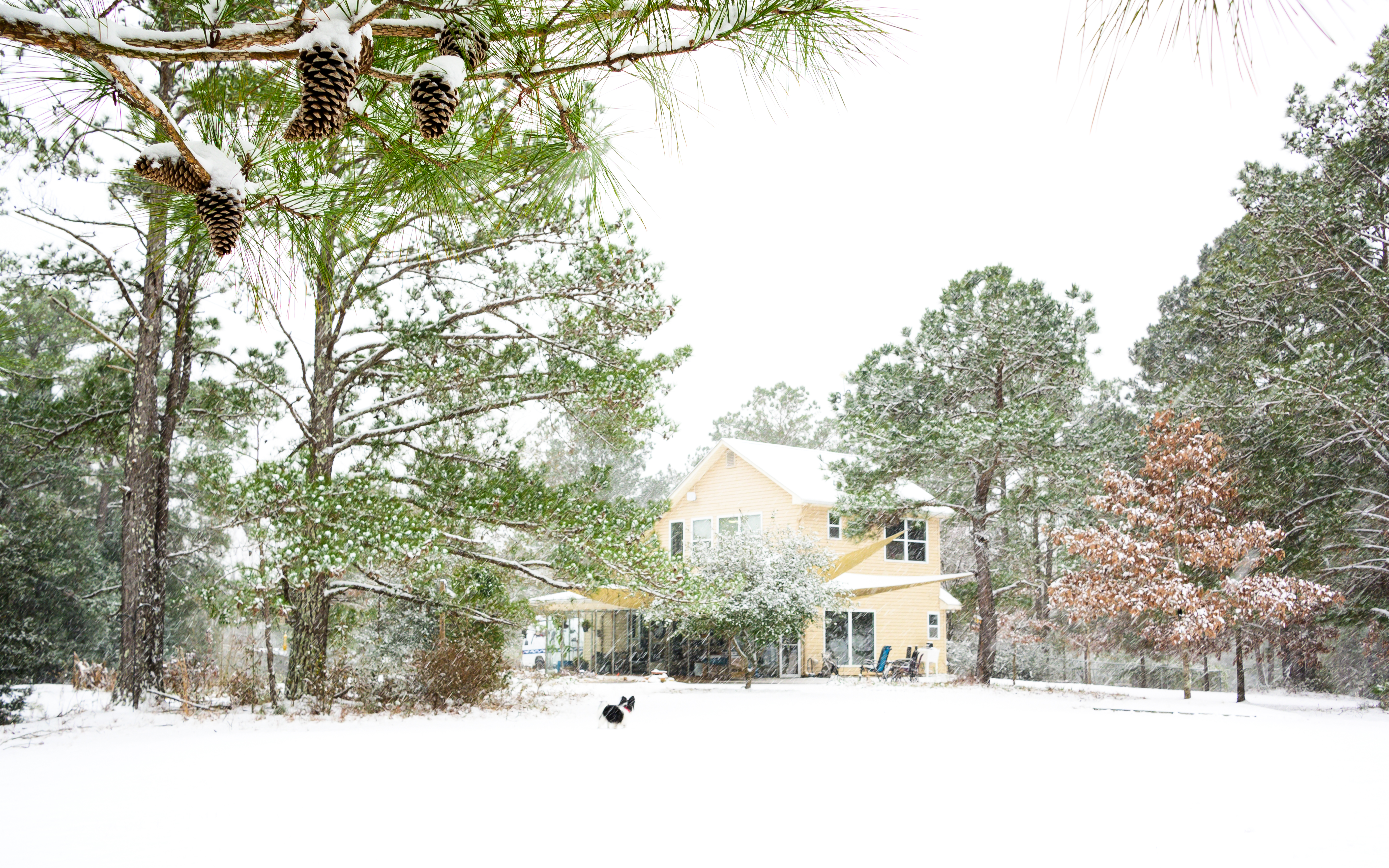 Historic Gulf Coast Winter Storm 2025