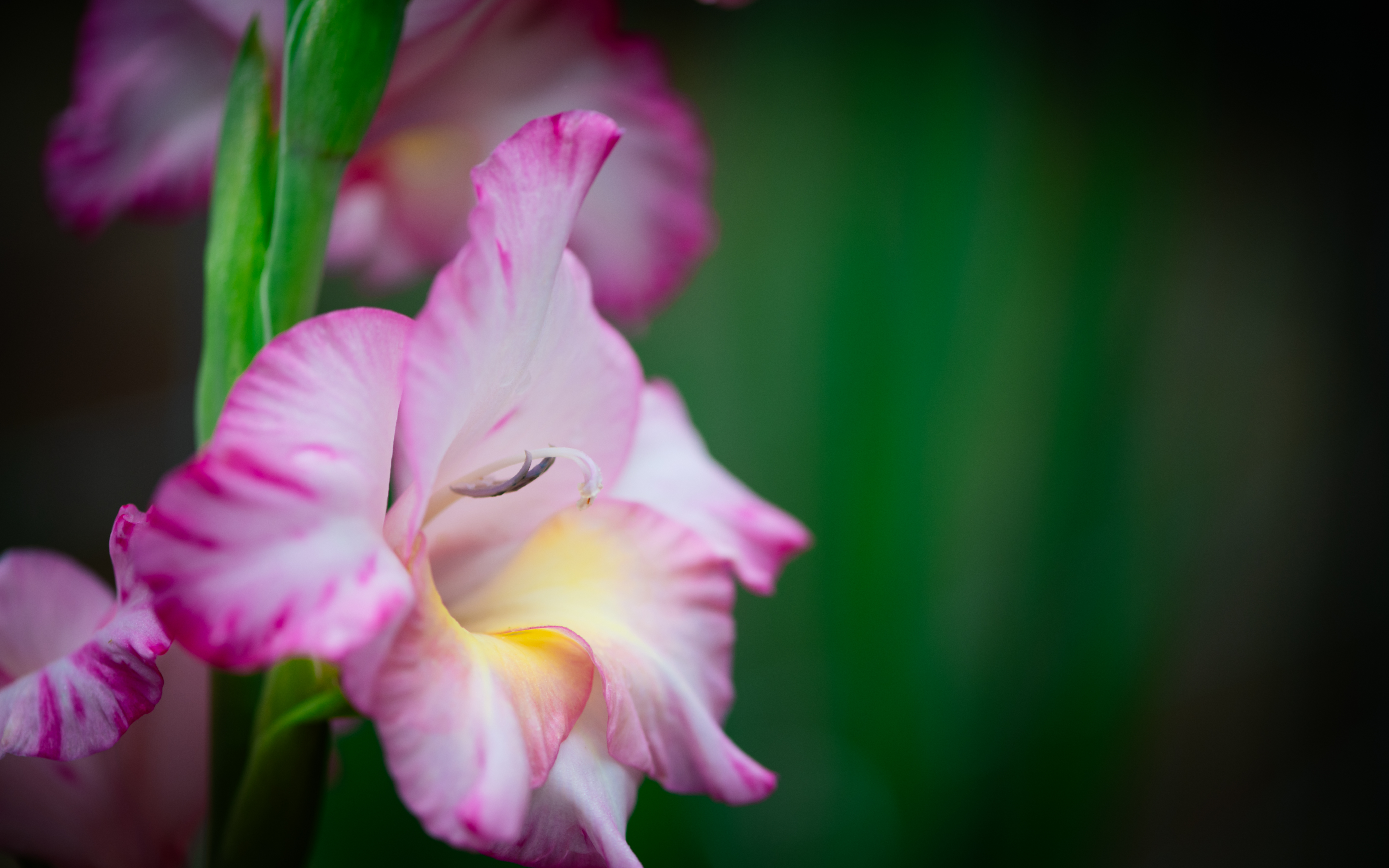 Pink and White Gladiolus in Bloom