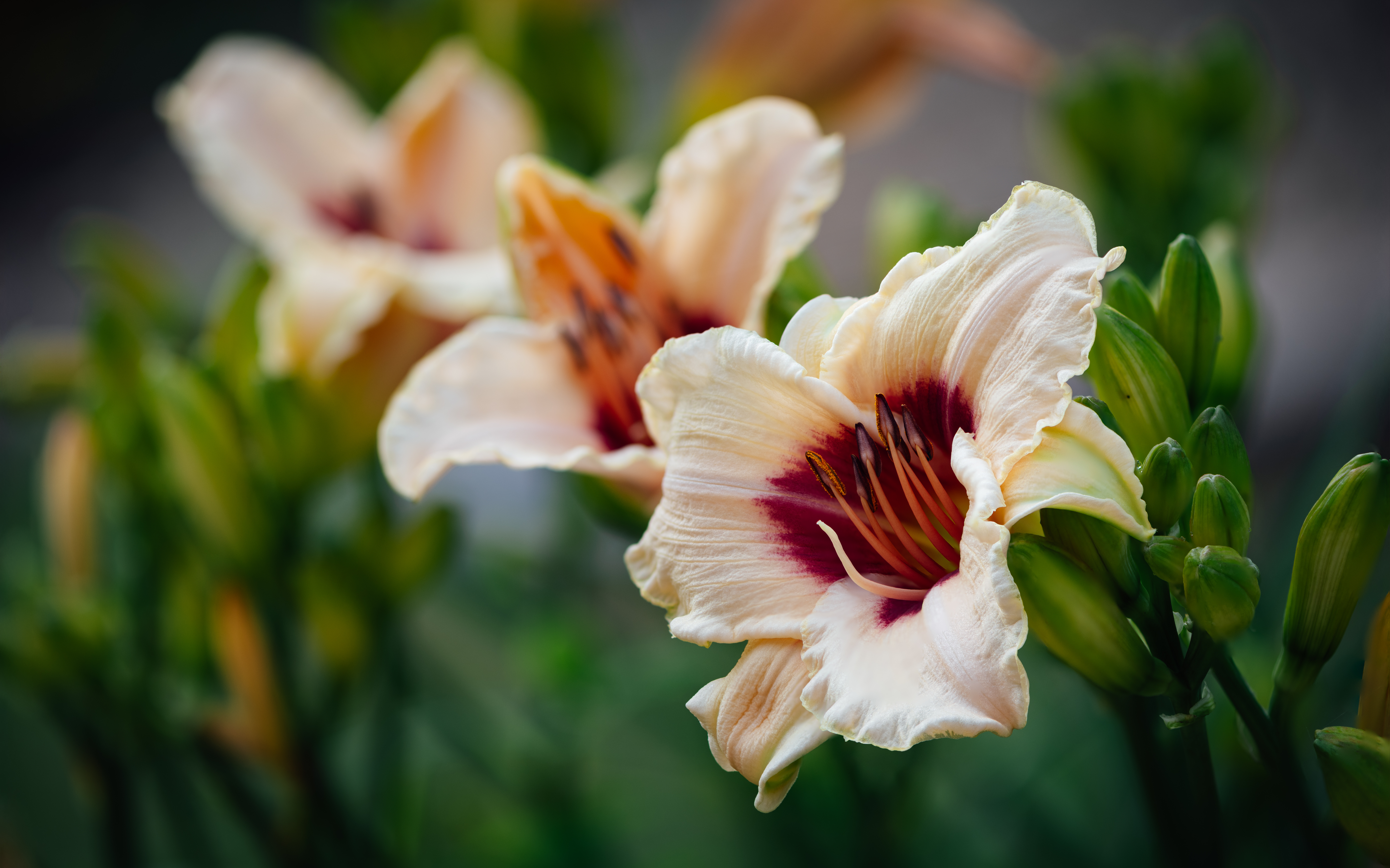 Flower Photography and Why I Don’t Stick to One Genre