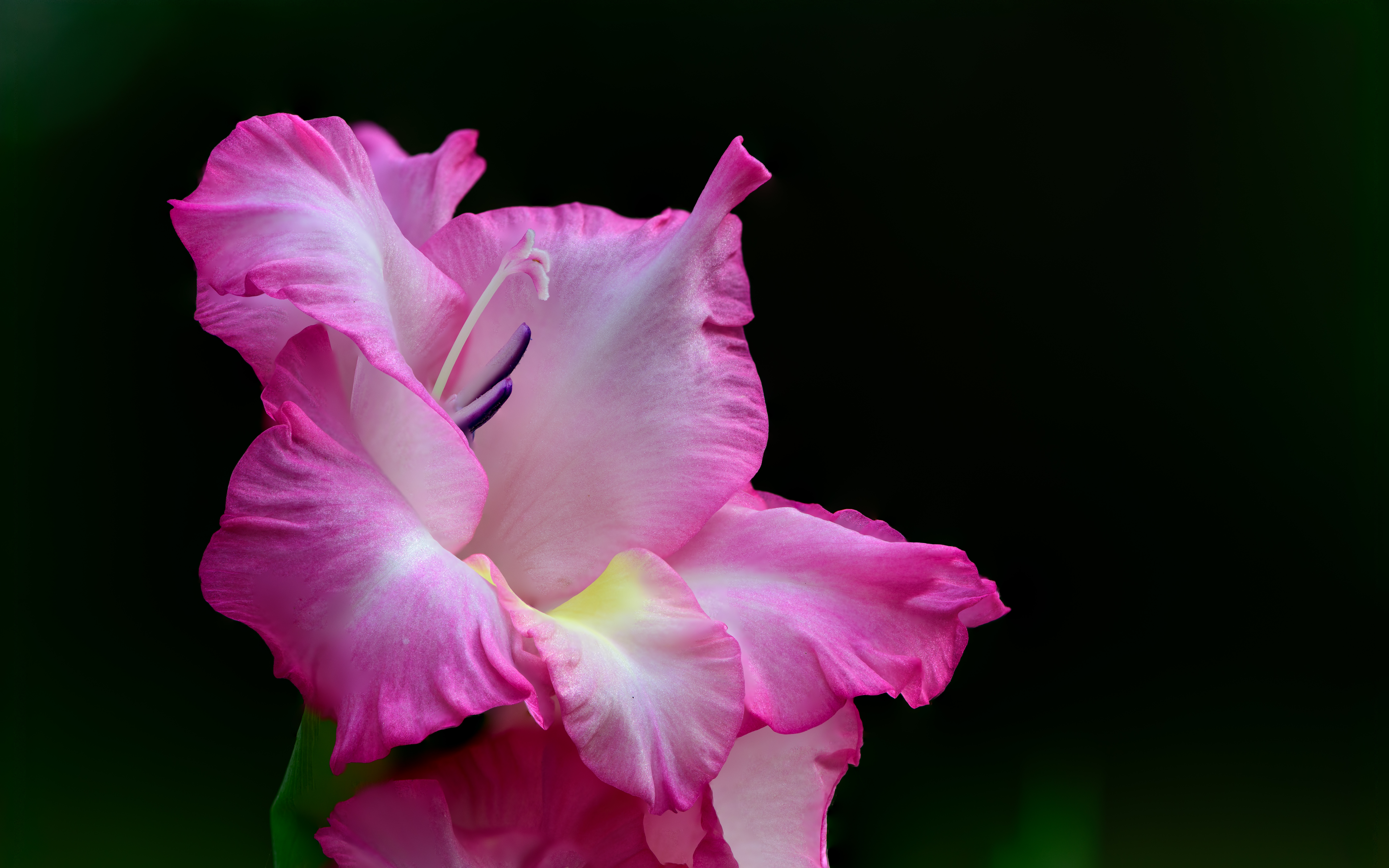Macro Shot of Pink and White Gladiolus in Bloom