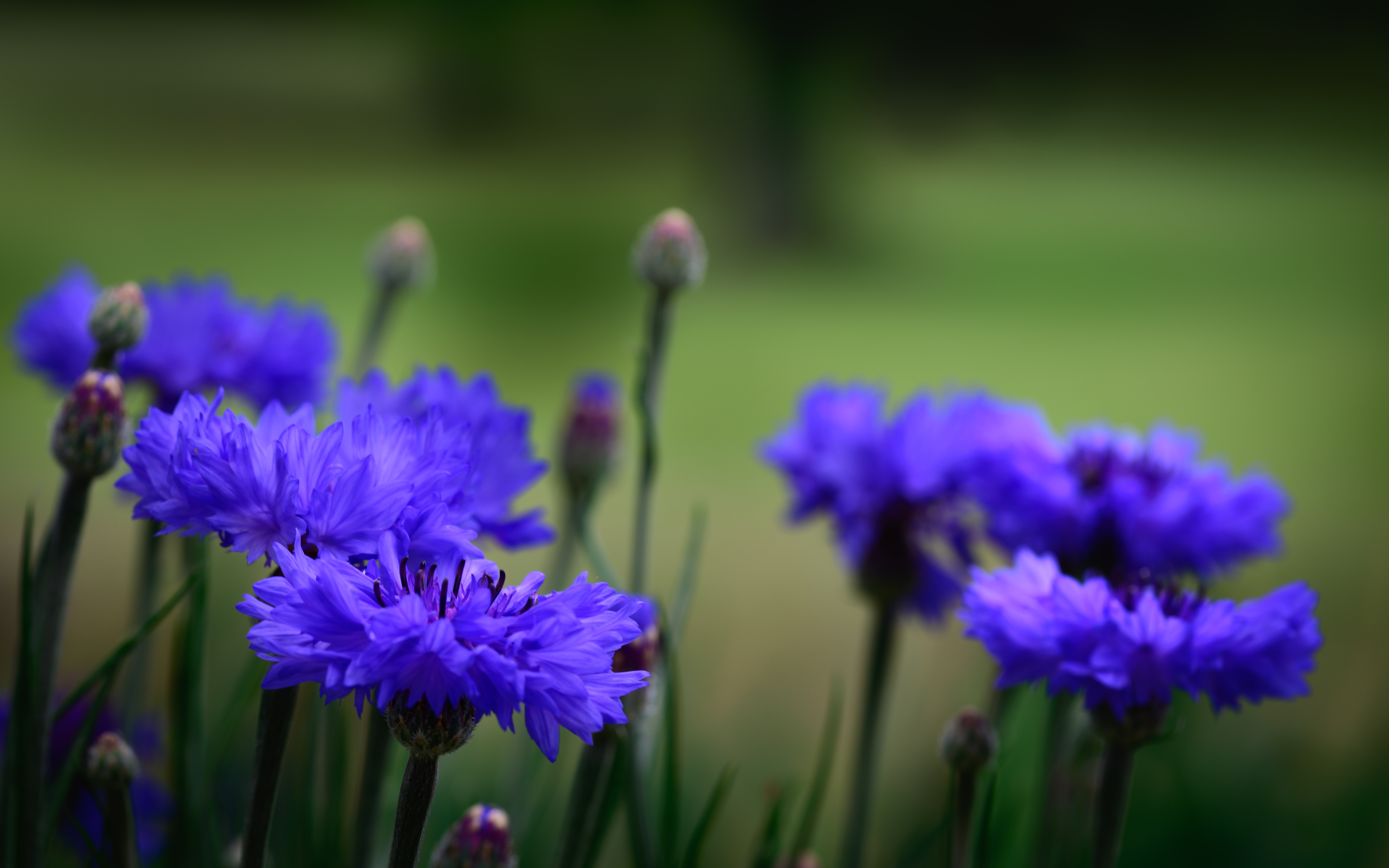 Aster Blooms in Early Summer