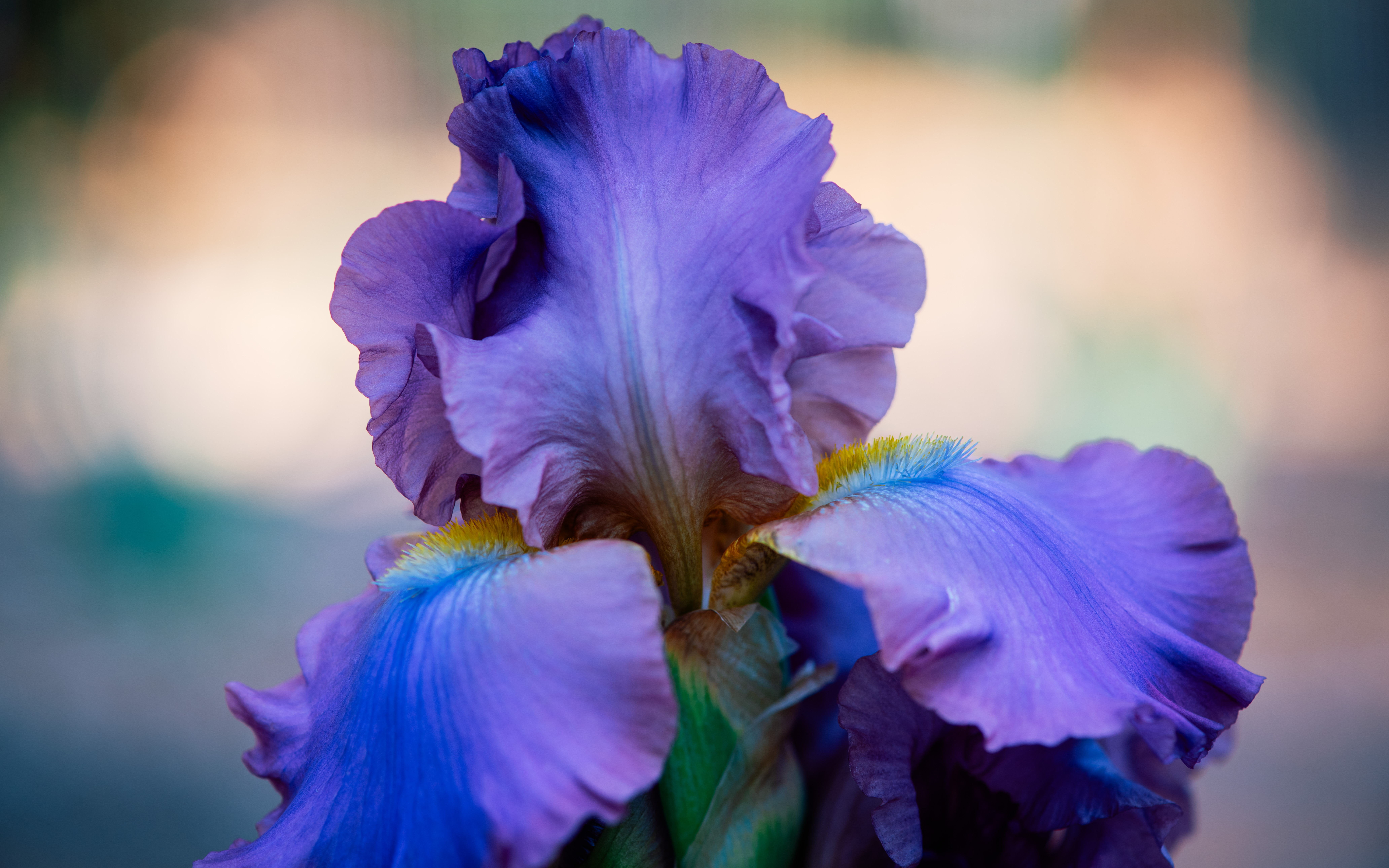 Surprise Late-Blooming Light Purple Iris