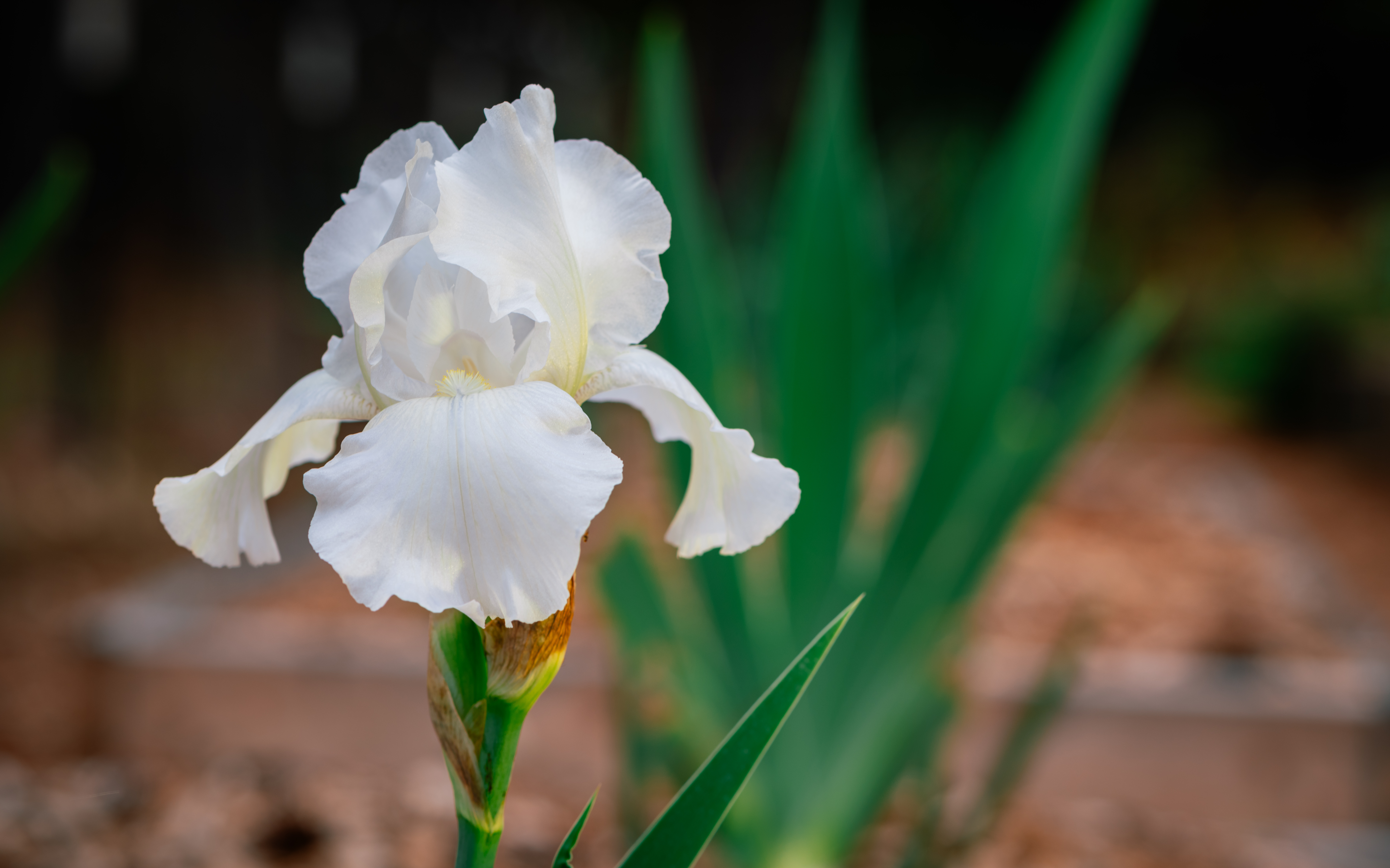 Tall Bearded Iris Immortality
