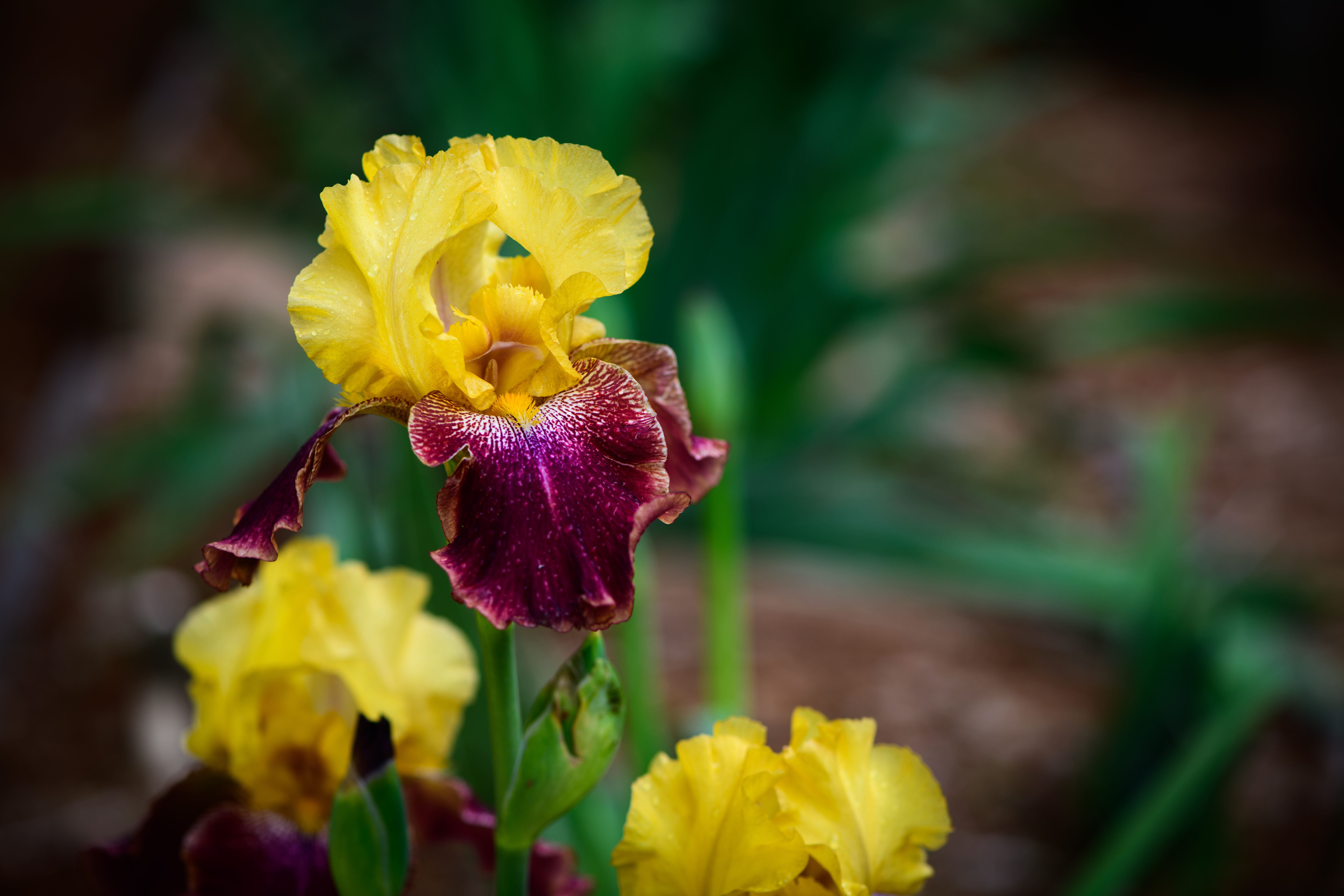 Tall Bearded Iris Ziggy and Van Work