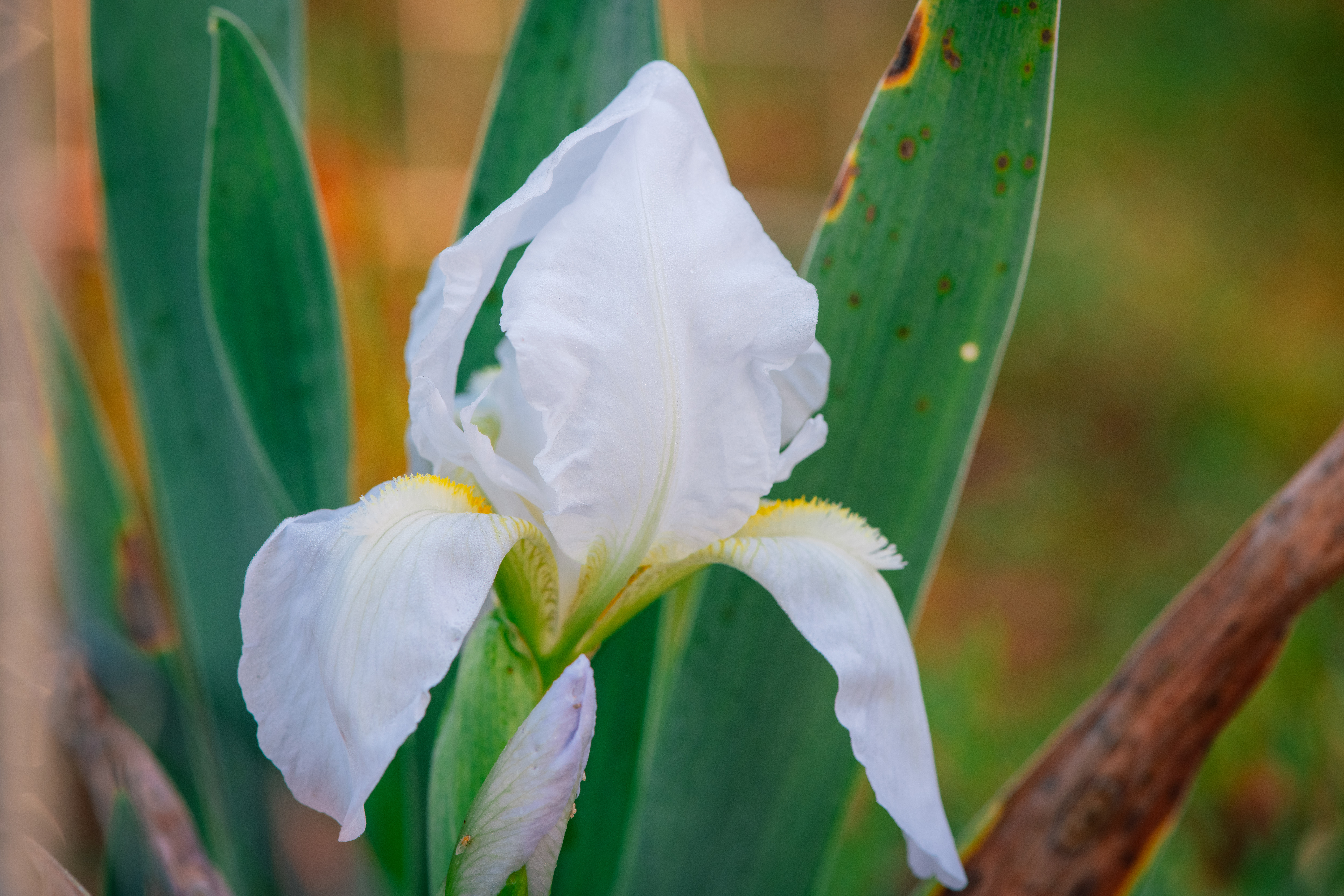 White Tall Bearded Iris in Spring