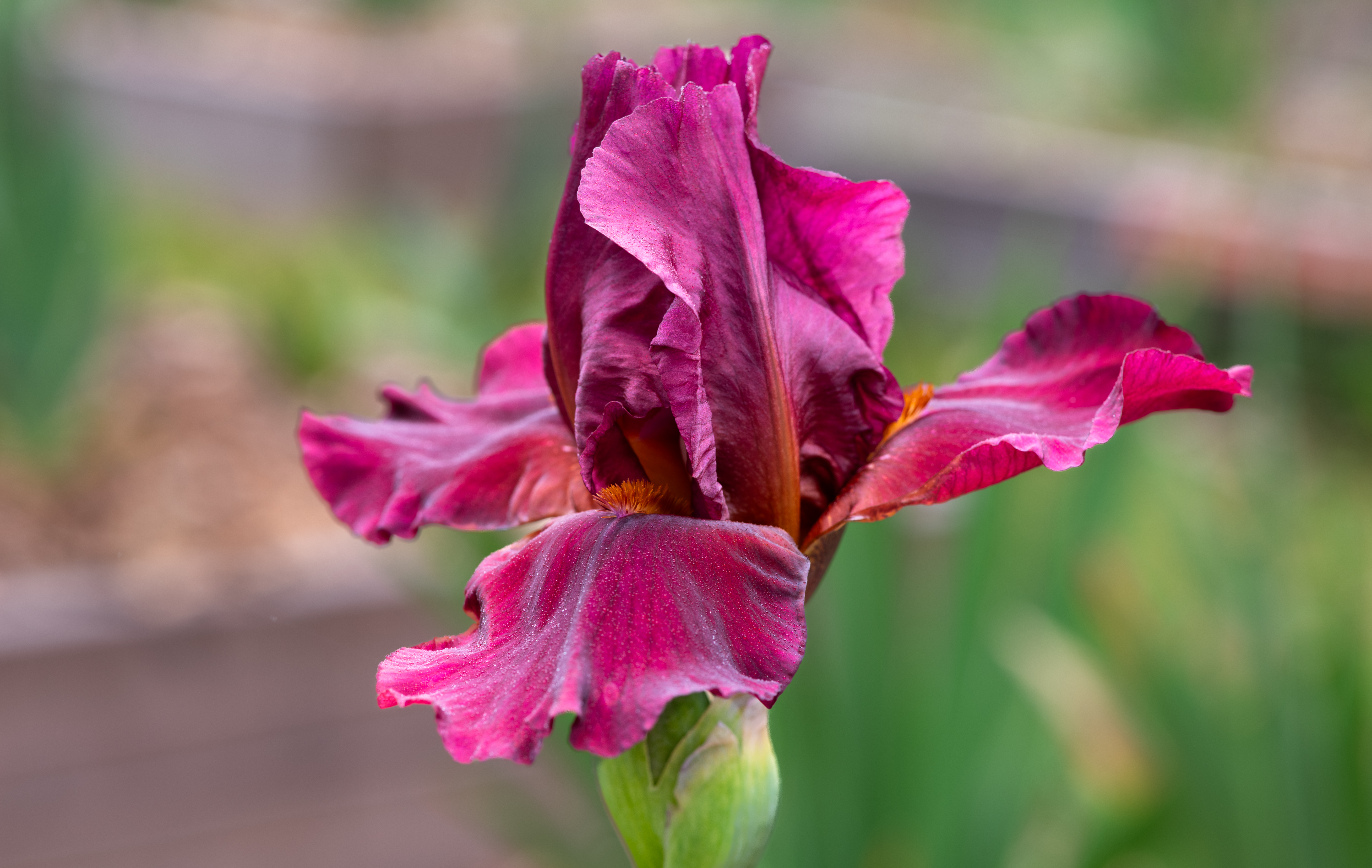 Bernice's Legacy Tall Bearded Iris in Bloom